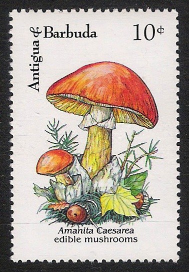 SETAS-HONGOS:: 1.105.031,00-Amanita caesarea