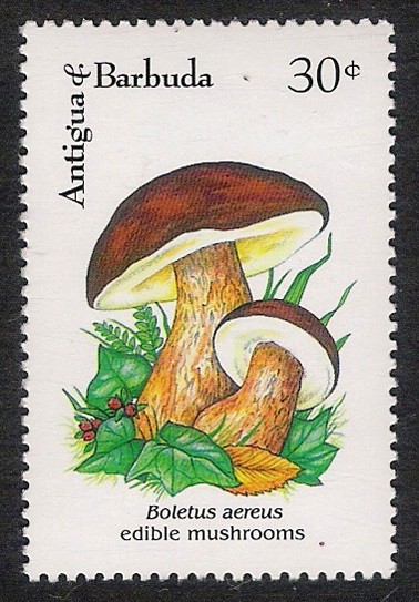 SETAS-HONGOS: 1.105.033,00-Boletus aereus