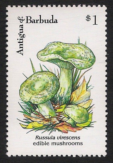 SETAS-HONGOS: 1.105.035,00-Russula virescens