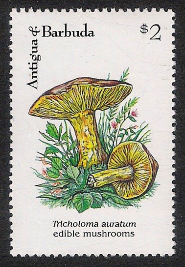 SETAS-HONGOS: 1.105.036,00-Tricholoma aurantium