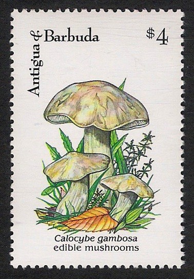 SETAS-HONGOS: 1.105.037,00-Calocybe gambosa