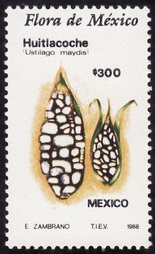 Flora de Mexico-HUITLACOCHE