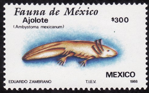 Fauna de México-AJOLOTE