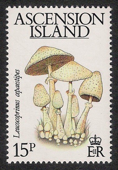 SETAS-HONGOS: 1.107.003,00-Leucocoprinus cepaestipes