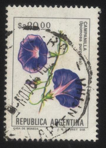 Campanilla. Ipomoea purpurea.