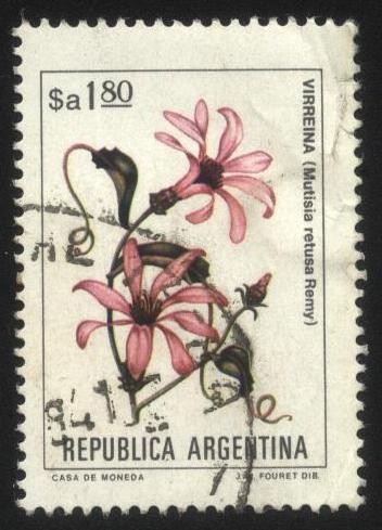 Flor de Virreina. Mutisia retusa Remy. 