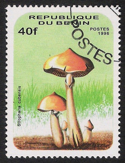 SETAS-HONGOS: 1.114.011,00-Psilocybe cubensis - 