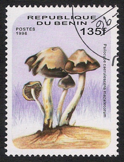 SETAS-HONGOS: 1.114.015,01-Psilocybe caerulescens mazatecorum -Dm.996.143-Mch.853-Sc.881