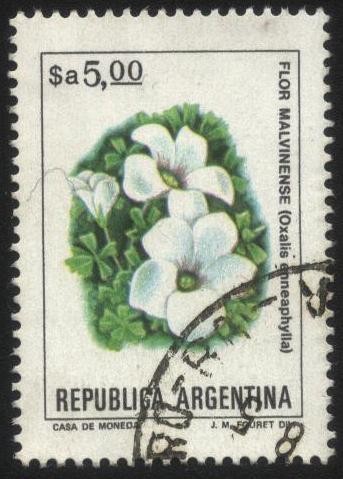 Flor Malvinense. Oxalis enneaphylla.