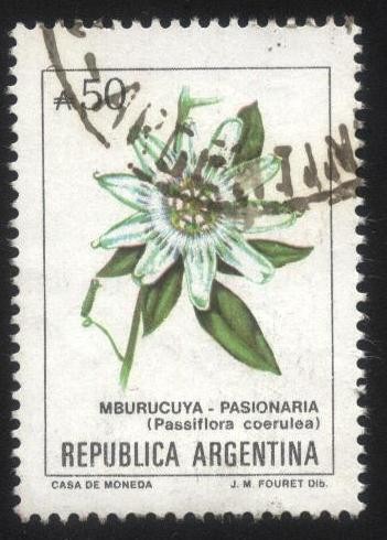 Flor de Pasionaria ( Mburucuyá ). Passiflora coerulea.