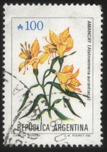 Flor de Amancay - Alstroemeria aurantiaca. 