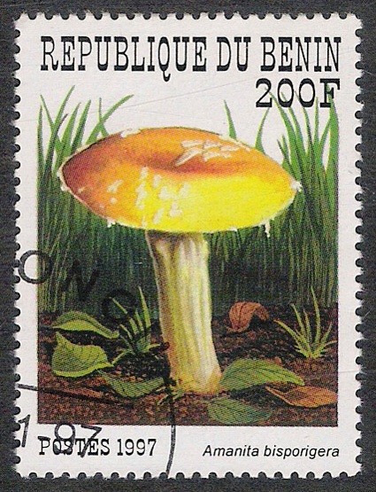 SETAS-HONGOS: 1.114.023,02-Amanita disporigera -Sc.1031