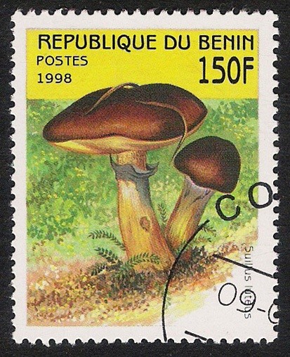 SETAS-HONGOS: 1.114.032,01-Suillus luteus -Sc.1056