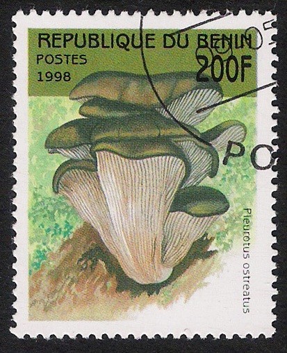 SETAS-HONGOS: 1.114.033,01-Pleurotus ostreatus -Sc.1057