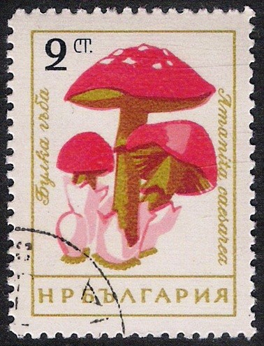 SETAS-HONGOS: 1.120.001,00-Amanita caesarea