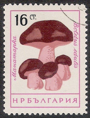 SETAS-HONGOS: 1.120.004,00-Boletus edius