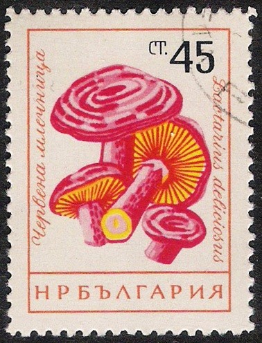 SETAS-HONGOS: 1.120.005,00-Lactarius deliciosus