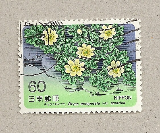 Flor Dryas octopetala