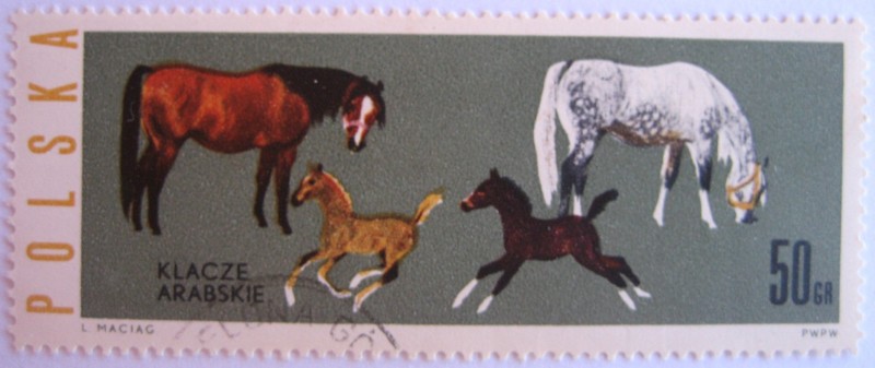 caballos