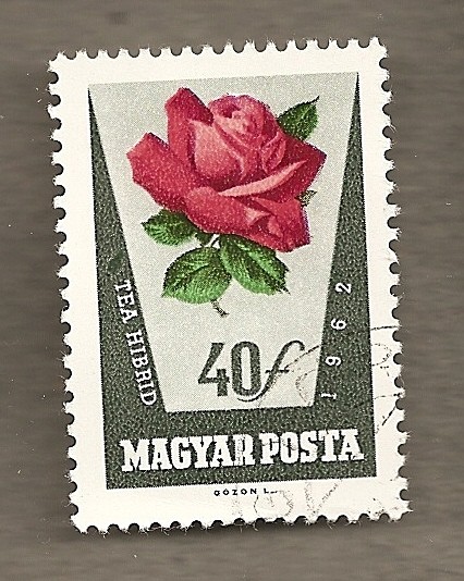 Rosa