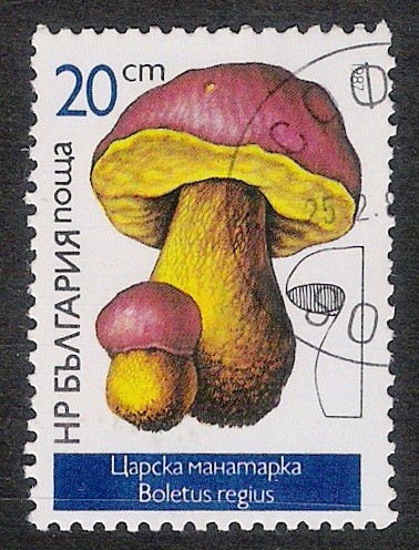 SETAS-HONGOS: 1.120.022,01-Boletus regius -Dm.978.5-Y&T.3072-Mch.3547-Sc.3233