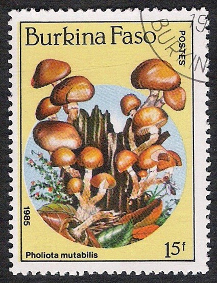 SETAS-HONGOS: 1.121.011,01-Pholiota mutabilis -Dm.985.104-Y&T.676-Mch.1054-Sc.743