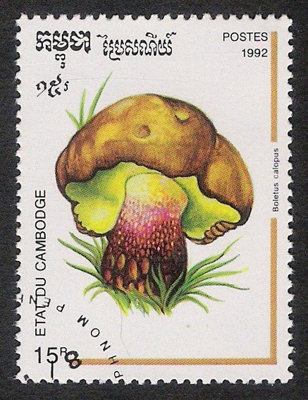 SETAS-HONGOS: 1.124.002,00-Boletus calopus