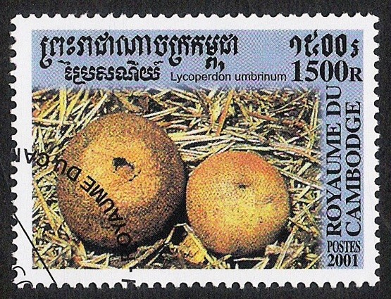 SETAS-HONGOS: 1.124.055,00-Lycoperdon unbrinum -Phil.185050-Sc.2070