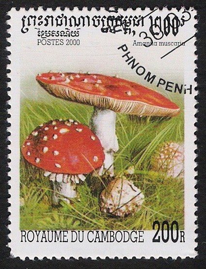 SETAS-HONGOS: 1.124.041,01-Amanita muscaria -Sc.1952