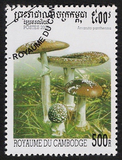 SETAS-HONGOS: 1.124.042,01-Amanita pantherina -Sc.1953