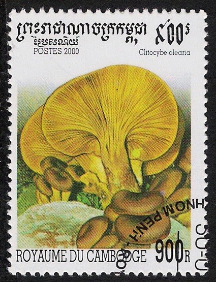 SETAS-HONGOS: 1.124.043,01-Clitocybe oleana -Sc.1954