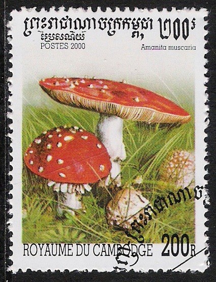 SETAS-HONGOS: 1.124.041,02-Amanita muscaria -Sc.1952