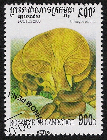 SETAS-HONGOS: 1.124.043,02-Clitocybe oleana -Sc.1954