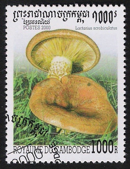 SETAS-HONGOS: 1.124.044,02-Lactarius scrobiculatus -Sc.1955