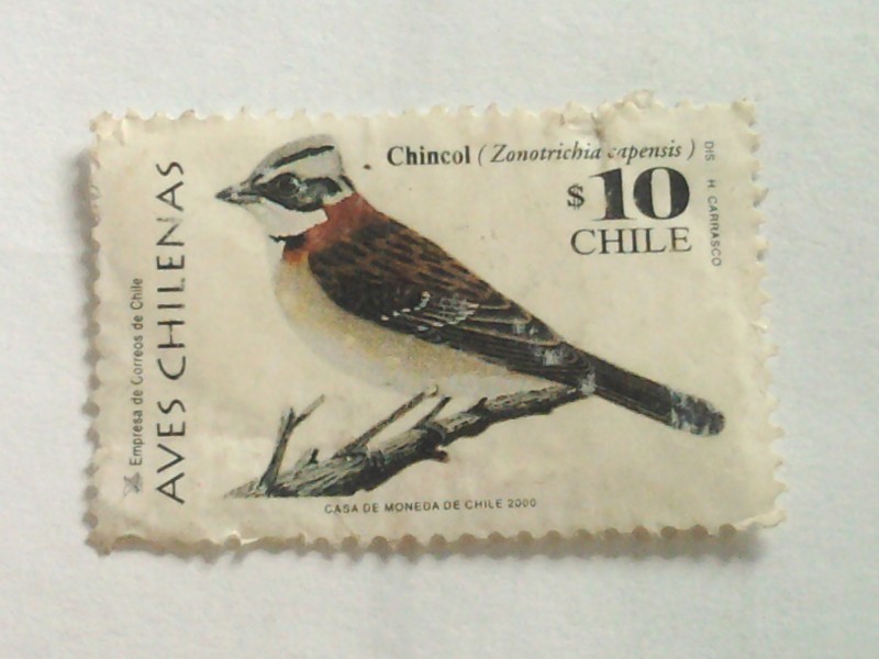 aves chilenas