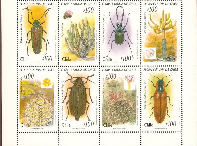 INSECTOS   Y   CACTUS