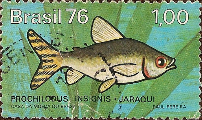 Peces de Agua Dulce en el Brasil: Prochilodus insignis - Jaraqui