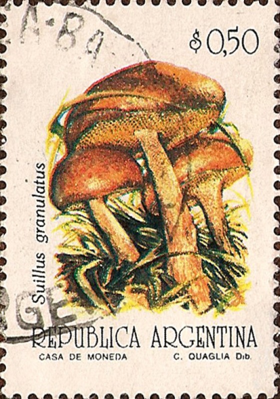 Correo Ordinario Hongos: Suillus granulatus.