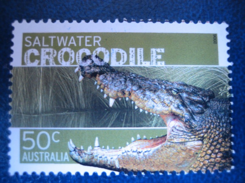 Fauna australiana:  Salt water cocodrile