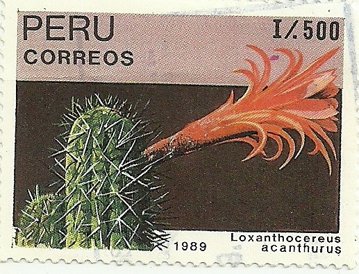 Cactus del Perú