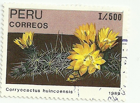 Cactus del Perú 