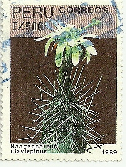 Cactus del Perú