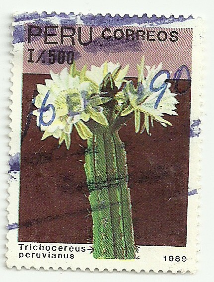 Cactus del Perú