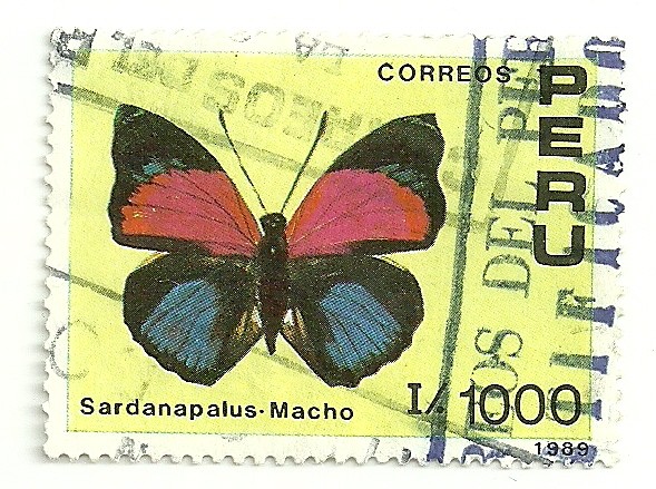 Mariposas del perú