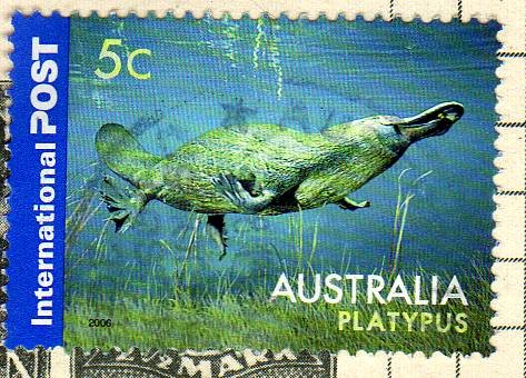 Platypus