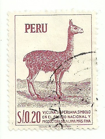Vicuña peruana: simbolo en el escudo nacional y productora de la mas fina lana