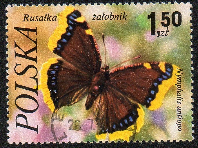 Mariposas