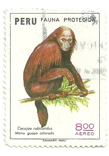 Fauna protegida: Mono guapo colorado
