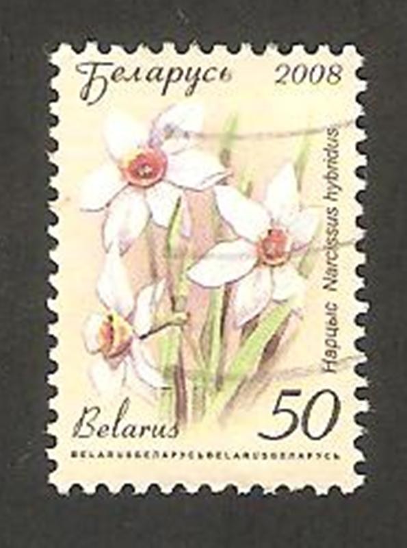 625 - Narciso, flor de jardín