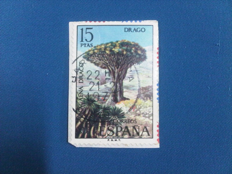 Flora Drago (Dracaena Drago) ed:2124